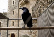 Tower of London ravens: What is the legend of the Tower of London? | UK | News (Reports)