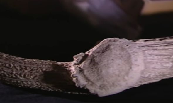 Ancient relics: The antlers that were found at the site which helped establish a date