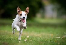 Are pet theft measures getting harsher? Priti Patel issues warning | UK | News (Reports)