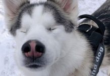 Blind husky feels snow – and she just can’t contain her joy | UK | News (Reports)