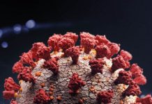 COVID-19: Majority of those infected will have protective antibodies for six months | UK | News (Reports)