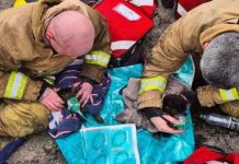 Cat news: Cats given oxygen by ‘hero’ firefighters in blazing house fire rescue | UK | News (Reports)