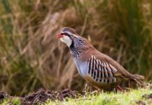 Consultation launches on interim licences for releasing gamebirds