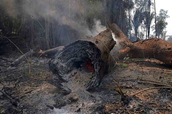 Currently large swathes of the Amazon rainforest have been destroyed to grow soya for livestock feed in Europe Currently large swathes of the Amazon rainforest have been destroyed to grow soya for livestock feed in Europe