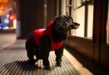 Dog Thefts: Bruno the dog found hundreds of miles from his home | UK | News (Reports)