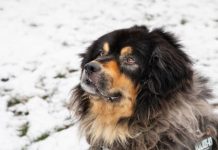 Dog news: Woman from Kent shocked to find huge Tibetan mastiff in her living room | UK | News (Reports)