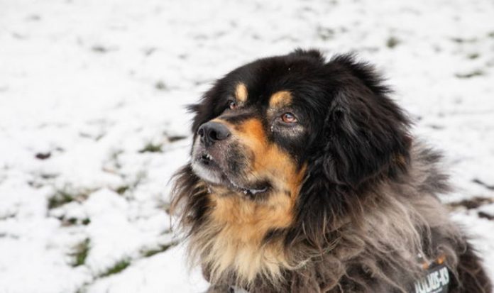 Dog news: Woman from Kent shocked to find huge Tibetan mastiff in her living room | UK | News