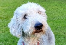 Dog rehoming: Terrier hopes to find new home with blind dad who he reassures | UK | News (Reports)