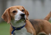 Dog theft UK: Pet owners are victims of 170% increase in dog theft during lockdown | UK | News (Reports)