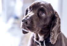 Dog theft warning: Police issue alert over ‘new ploy’ by heartless pet snatchers | UK | News (Reports)