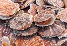 Dogger Bank Scallop Closure – GOV.UK