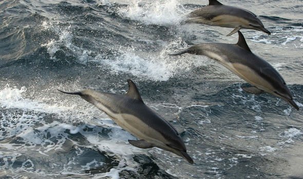 Dolphins English Channel Dolphins English Channel