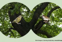 FREE pocket guide to Bird Spotting inside Saturday’s Daily Express | UK | News (Reports)