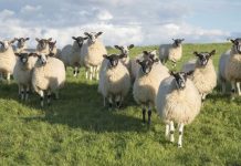 Flock of sheep vanishes from farm without a trace | UK | News (Reports)