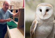 Football legend Jimmy Case spends retirement making boxes for barn owls | UK | News (Reports)