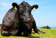 Help for businesses seeking to develop diagnostic tests for TB in cattle