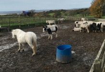 Horses left malnourished and suffering in Wales rescue sanctuary | UK | News (Reports)