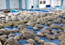 Huge turtle rescue: Thousands of turtles frozen in horrifying -18C Texas snow storm | UK | News (Reports)