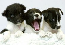 ‘Huge worry’ over surge in imported pups in lockdown | UK | News (Reports)