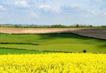 Improved Countryside Stewardship scheme opens for 2022 agreements