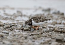 Major habitat creation project on the Humber to start this spring