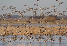 Natural England announces major extension to the Lower Derwent Valley National Nature Reserve to mark World Wetlands Day