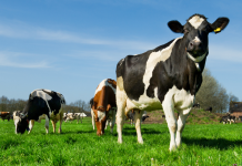 New Bovine TB Partnership launched