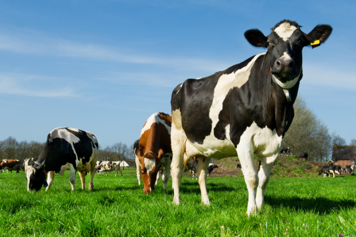 New Bovine TB Partnership launched