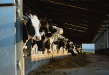 New Code of Conduct to ensure a fairer dairy supply chain