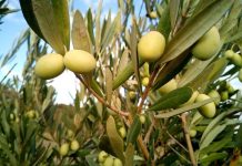 New legislation to address the plant health threat posed by Xylella