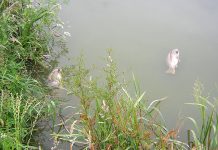 Outbreaks of Koi herpesvirus (KHV) disease in 2019