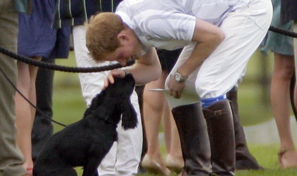 PRINCE WILLIAM KATE MIDDLETON DOG PET ROYAL FAMILY PRINCE WILLIAM KATE MIDDLETON DOG PET ROYAL FAMILY