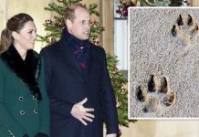 Royal snub: William and Kate branded ‘irritating’ for ‘shroud of secrecy’ over puppy | Royal | News (Reports)