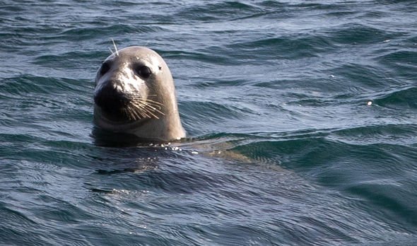 Seal English Channel Seal English Channel
