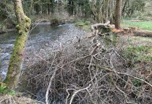 Upper Tamar rivers to benefit from fishery and habitat improvements