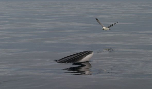 Whale English Channel Whale English Channel