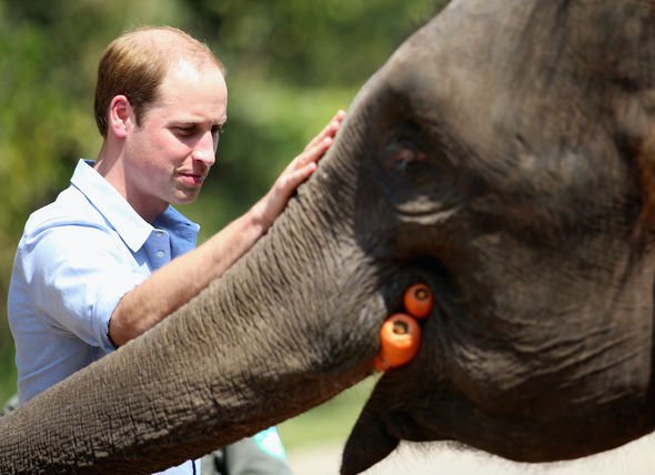 prince william news duke cambridge park ranger donation charity wildlife royal family news prince william news duke cambridge park ranger donation charity wildlife royal family news