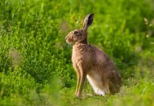 Assessment launches to appraise UK wildlife and forest crime legislation and enforcement