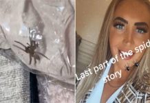Boohoo shopper finds spider ‘the size of her bulldog’ in parcel – VIDEO | UK | News (Reports)