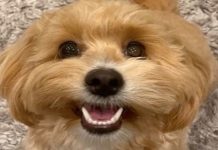 Dog theft: Owner’s heartbreaking plea to find dog after cruel thieves stole her | UK | News (Reports)