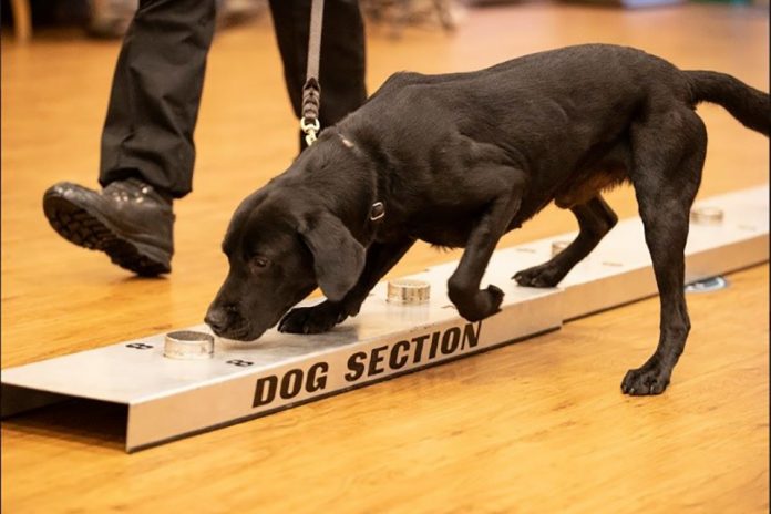 Drug dogs to detect new versions of spice to stay one step ahead of criminals