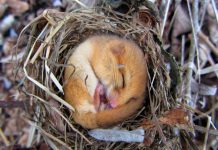 Minimising the environmental impact of new infrastructure at the Northern Arc