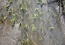 Thames Water fined £2.3 million for ‘foreseeable’ pollution