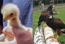Baby Harris hawk born at Leeds Castle (Photo) Baby Harris hawk born at Leeds Castle (Photo)