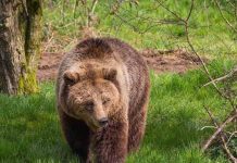 Brown bears euthanised after escaping from Whipsnade Zoo Brown bears euthanised after escaping from Whipsnade Zoo