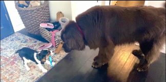 Newfoundland and Cavalier show off their daily routine