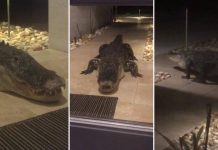 Terrified couple have a late night visitor (Video) Terrified couple have a late night visitor (Video)