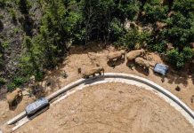 China tries to keep elephant herd out of city of 7 million (Report) China tries to keep elephant herd out of city of 7 million (Report)