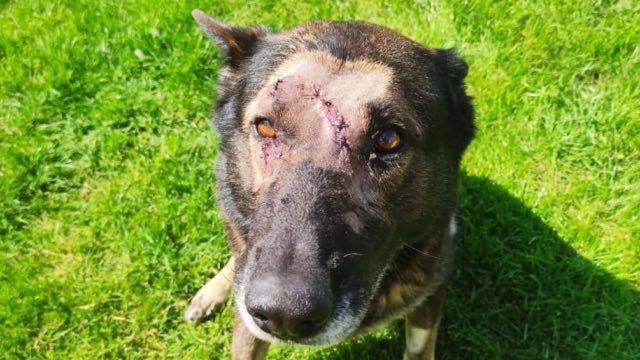 Police dog stabbed five times in head while tackling intruder (Photo)