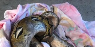 Second 10ft python found in country lane (Picture)
